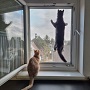 KEDİ SİNEKLİK